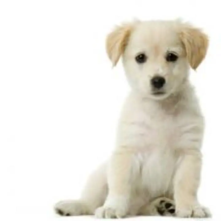 Housetraining Your Puppy Or Dog