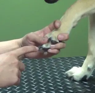 How To Trim Your Dog’s Claws – A Step By Step Guide