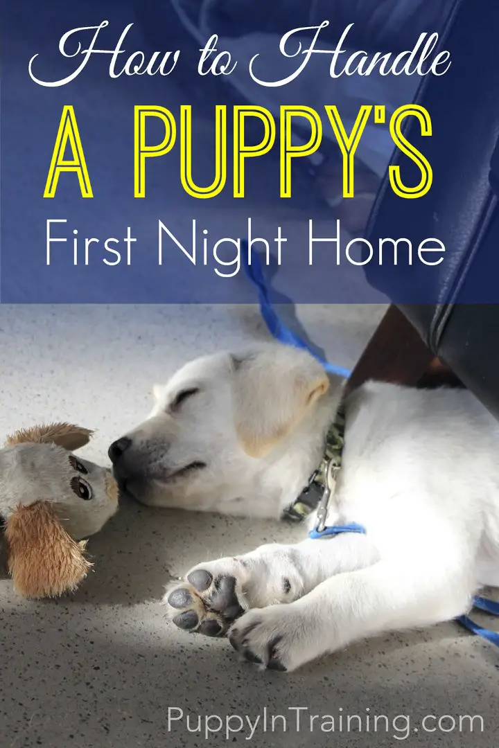 How to Handle A Puppy's First Night At Home