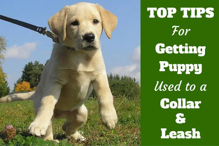 Top Tips For Getting Your Puppy Used To A Collar And Leash