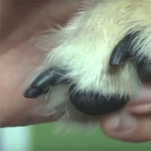 How To Trim Your Dog’s Claws – A Step By Step Guide Trim Your Dogs Nails