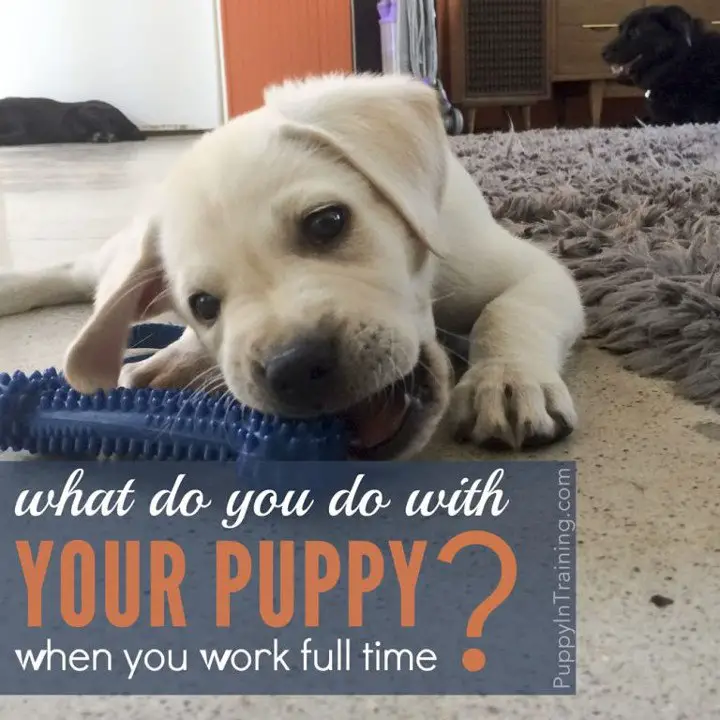 What To Do With Your Puppy When You Work Full Time