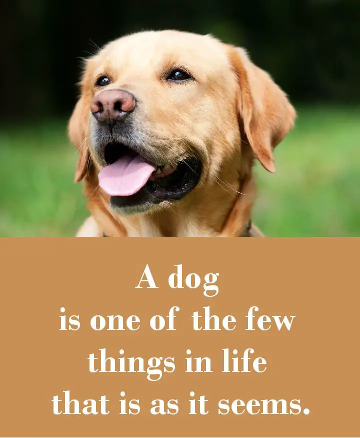 A dog is one of the few things in life that is as it seems.
