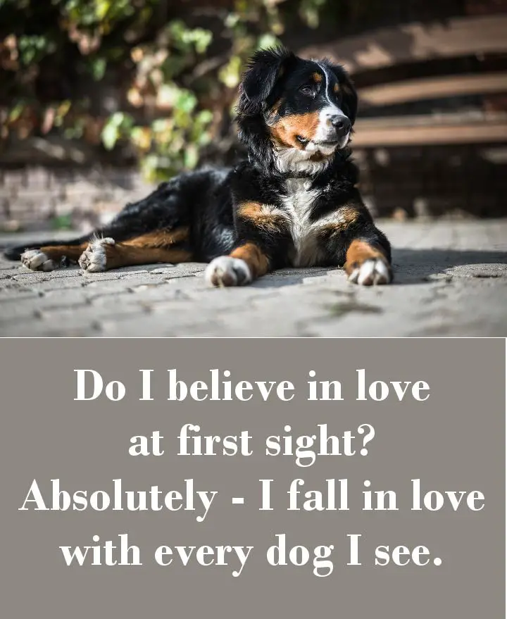 Do I believe in love at first sight? Absolutely - I fall in love with every dog I see.