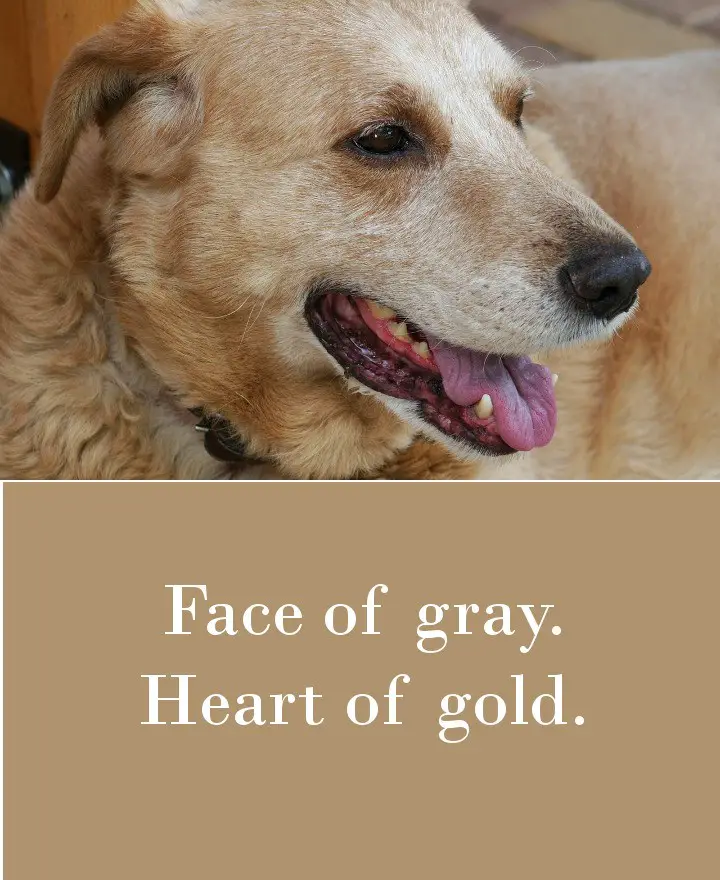 Face of gray. Heart of gold.