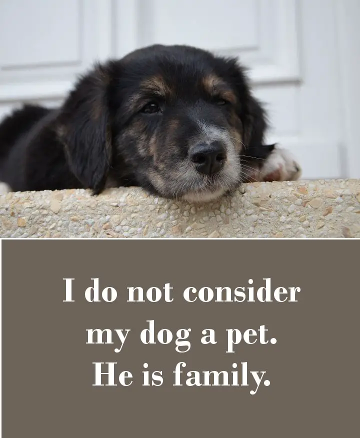 I don’t consider my dog a pet. He is family.