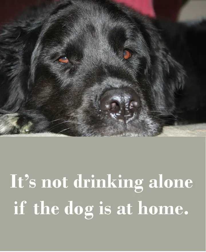 It’s not drinking alone if the dog is at home.