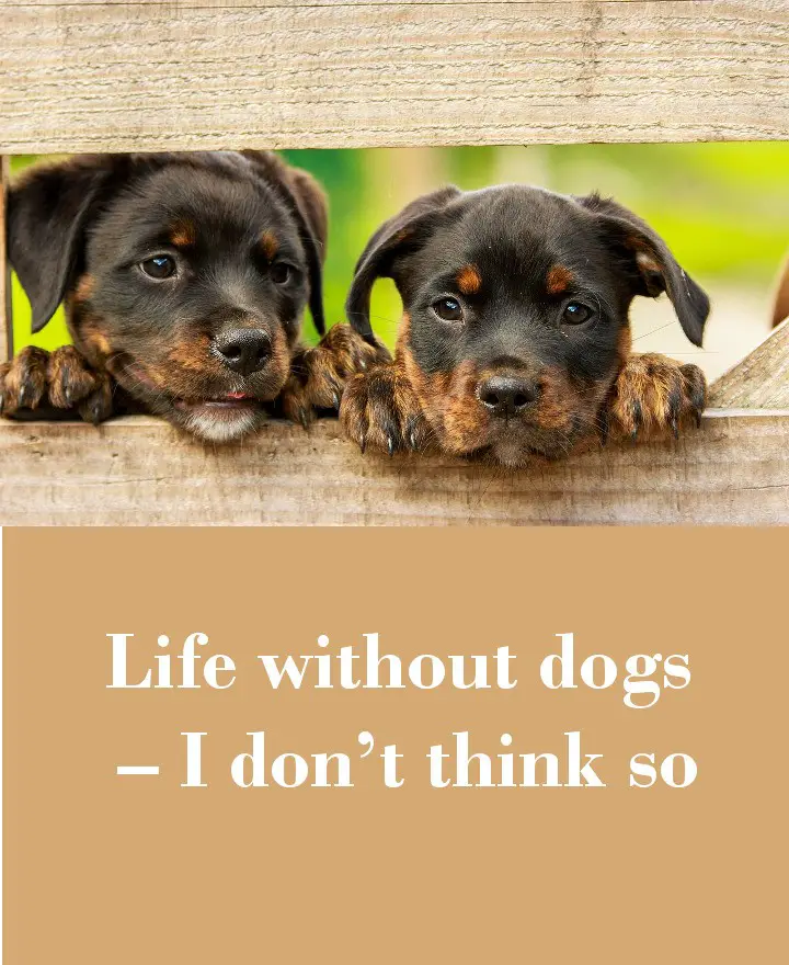 Life without dogs – I don’t think so