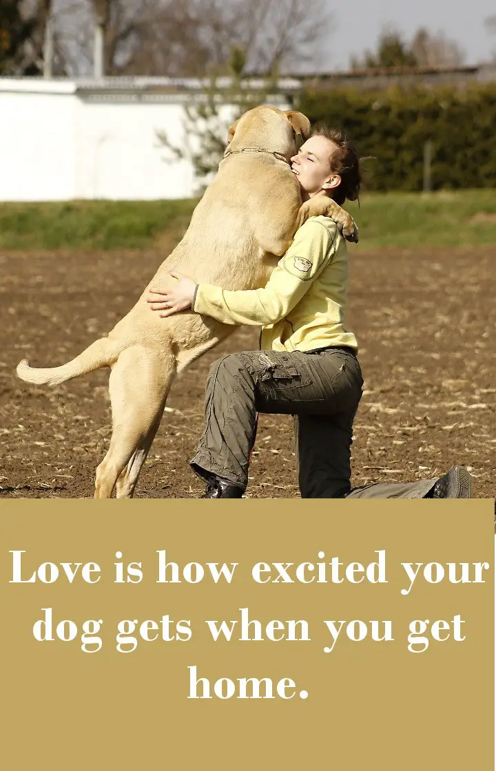 Love is how excited your dog gets when you get home.