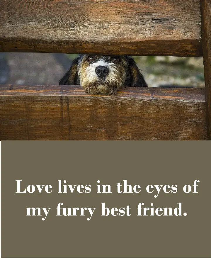 Love lives in the eyes of my furry best friend.