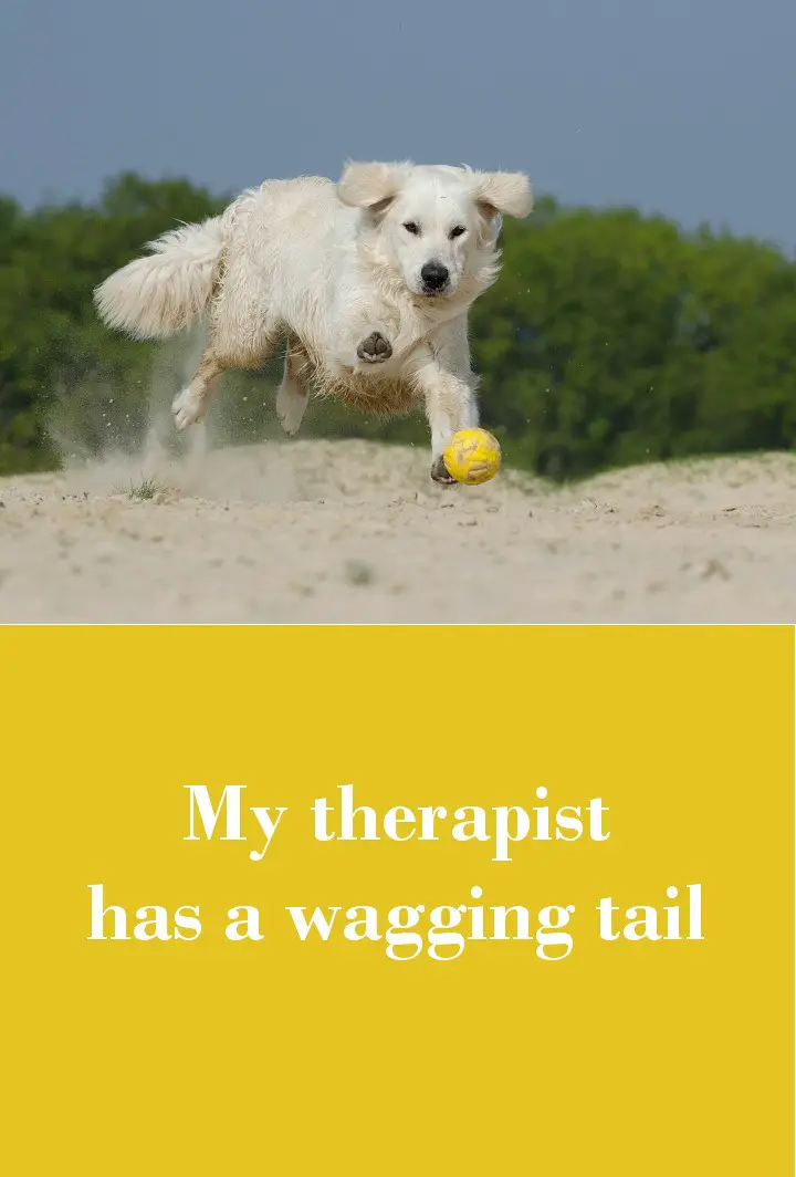 My therapist has a wagging tail