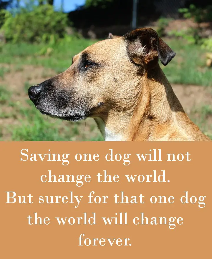 Saving one dog will not change the world. But surely for that one dog the world will change forever.
