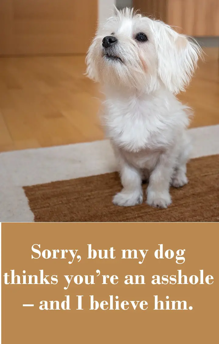 Sorry, but my dog thinks you’re an asshole – and I believe him.