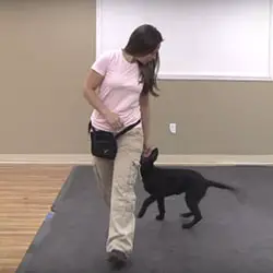 Teach Your Dog To Walk To Heel