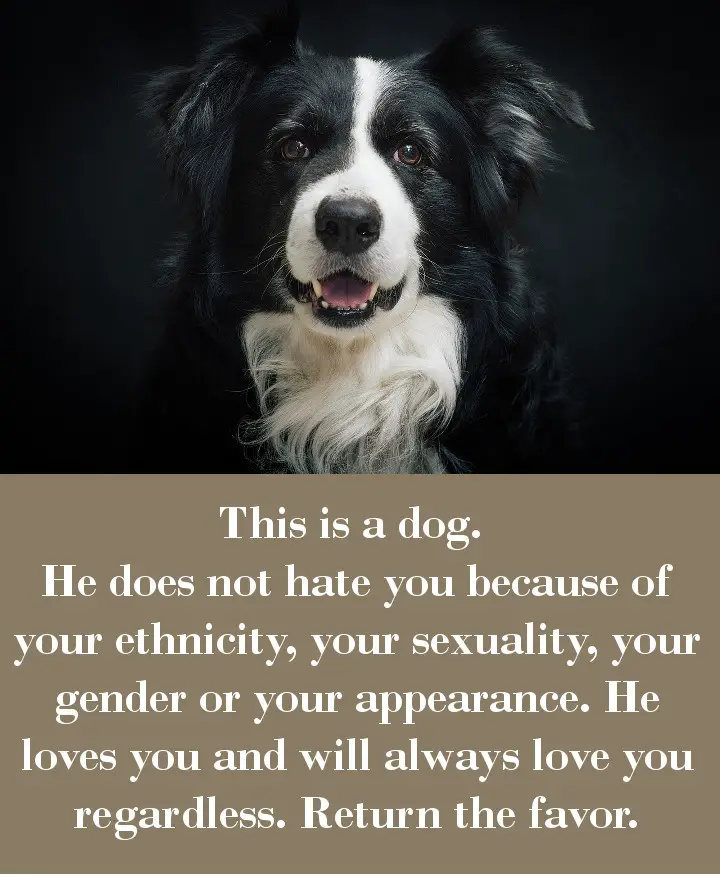 This is a dog. He does not hate you because of your ethnicity, your sexuality, your gender or your appearance. He loves you and will always love you regardless. Return the favor.Quotes - A dog can't change THE world but they can change YOUR world.