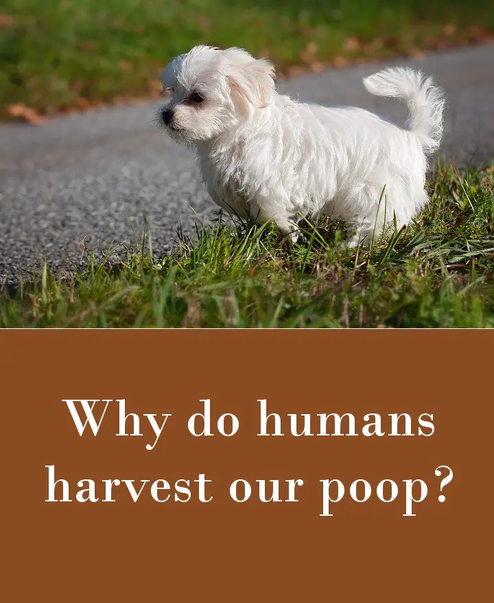 Why do humans harvest our poop.