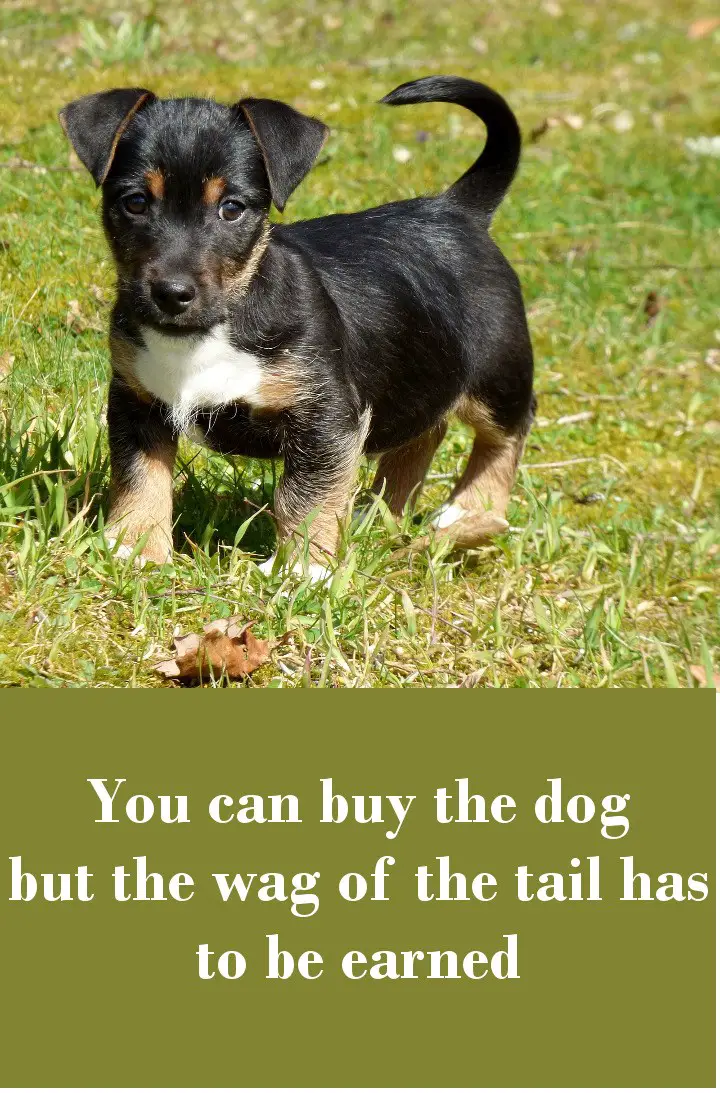You can buy the dog but the wag of the tail has to be earned
