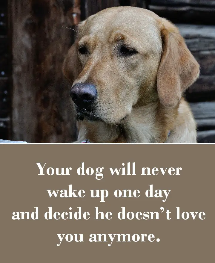 Your dog will never wake up one day and decide he doesn’t love you anymore.