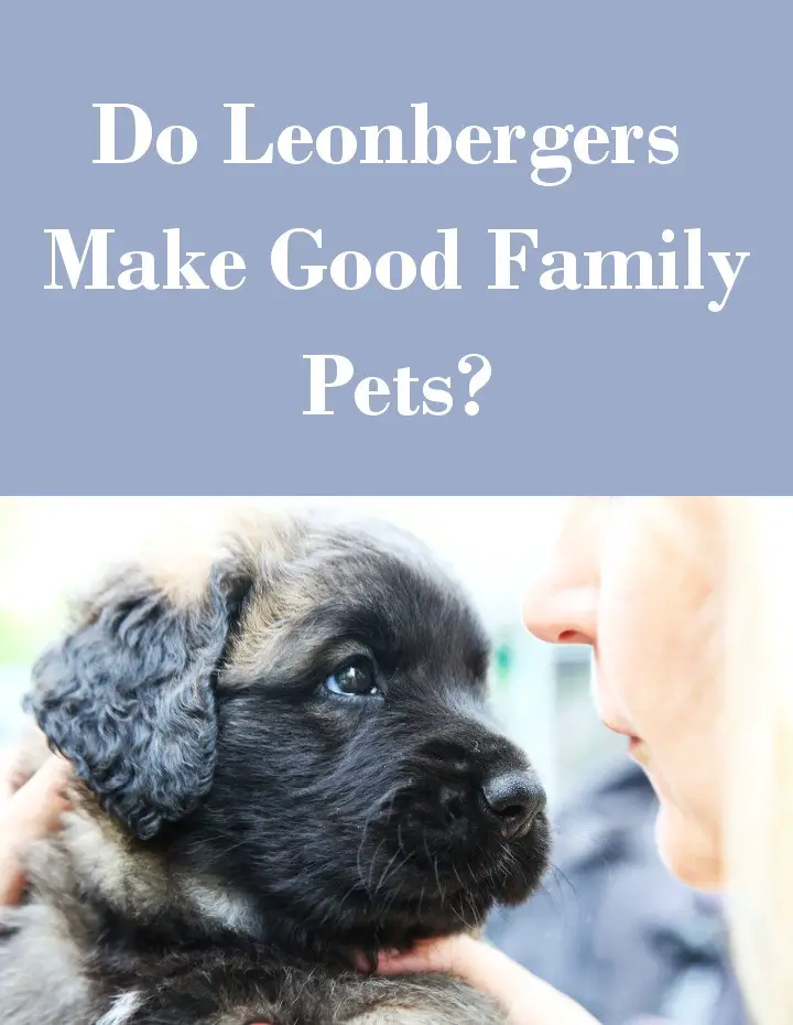 Do Leonbergers Make Good Family Pets