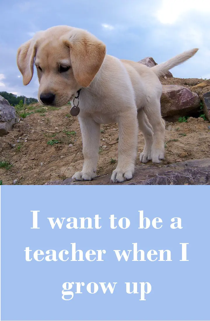 Classroom Dogs - Are They Worth The Hassle?