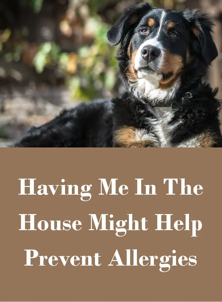 Dogs And Allergies