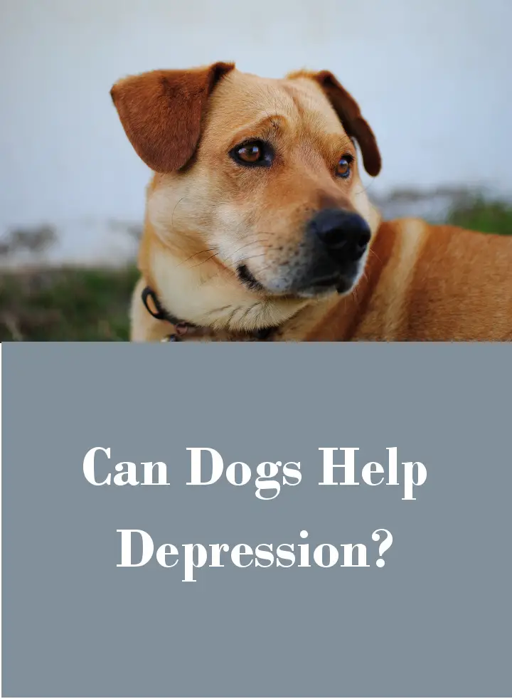Dogs And Depression