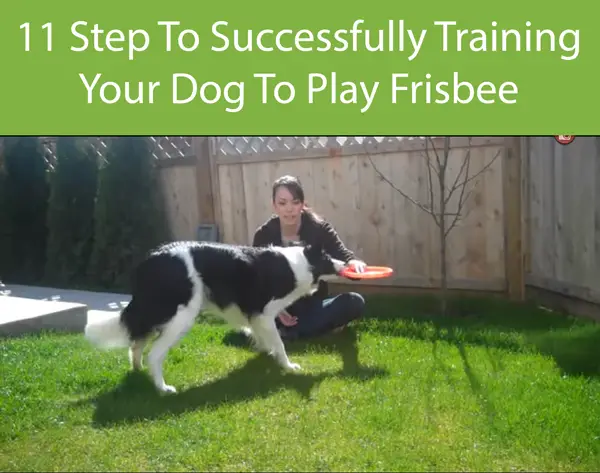 11 Steps To Successfully Training Your Dog To Play Frisbee