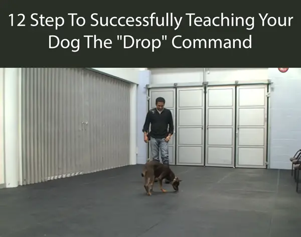 12 Step To Successfully Teaching Your Dog The Drop Command