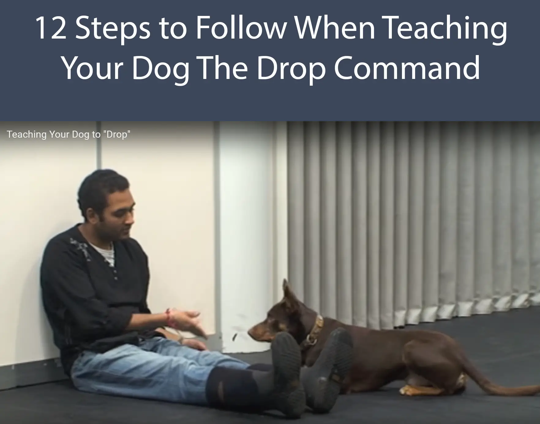 12 Steps to Follow When Teaching Your Dog  The Drop Command