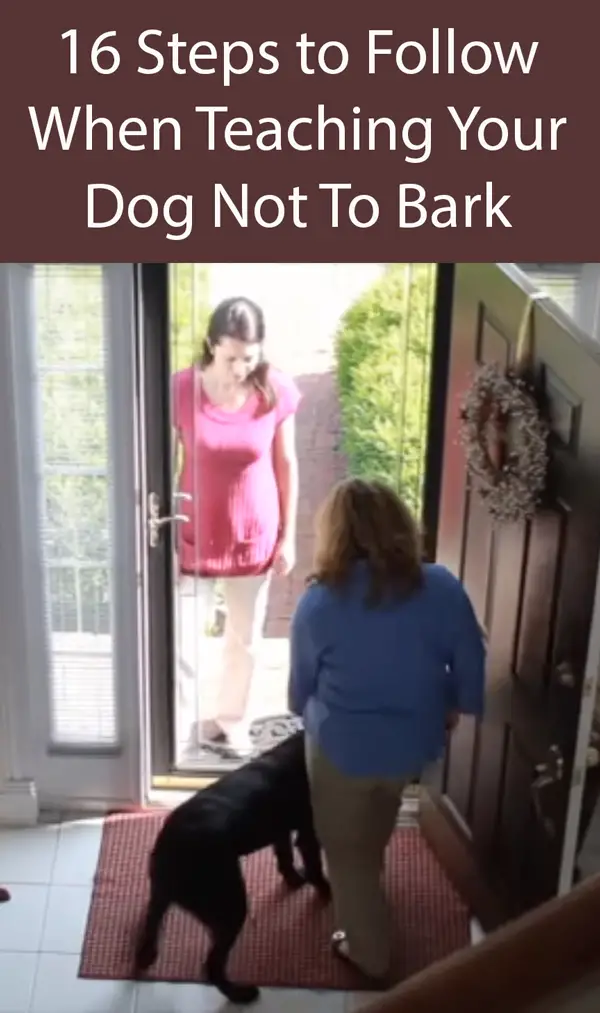 16 Steps to Follow When Teaching Your Dog Not To Bark