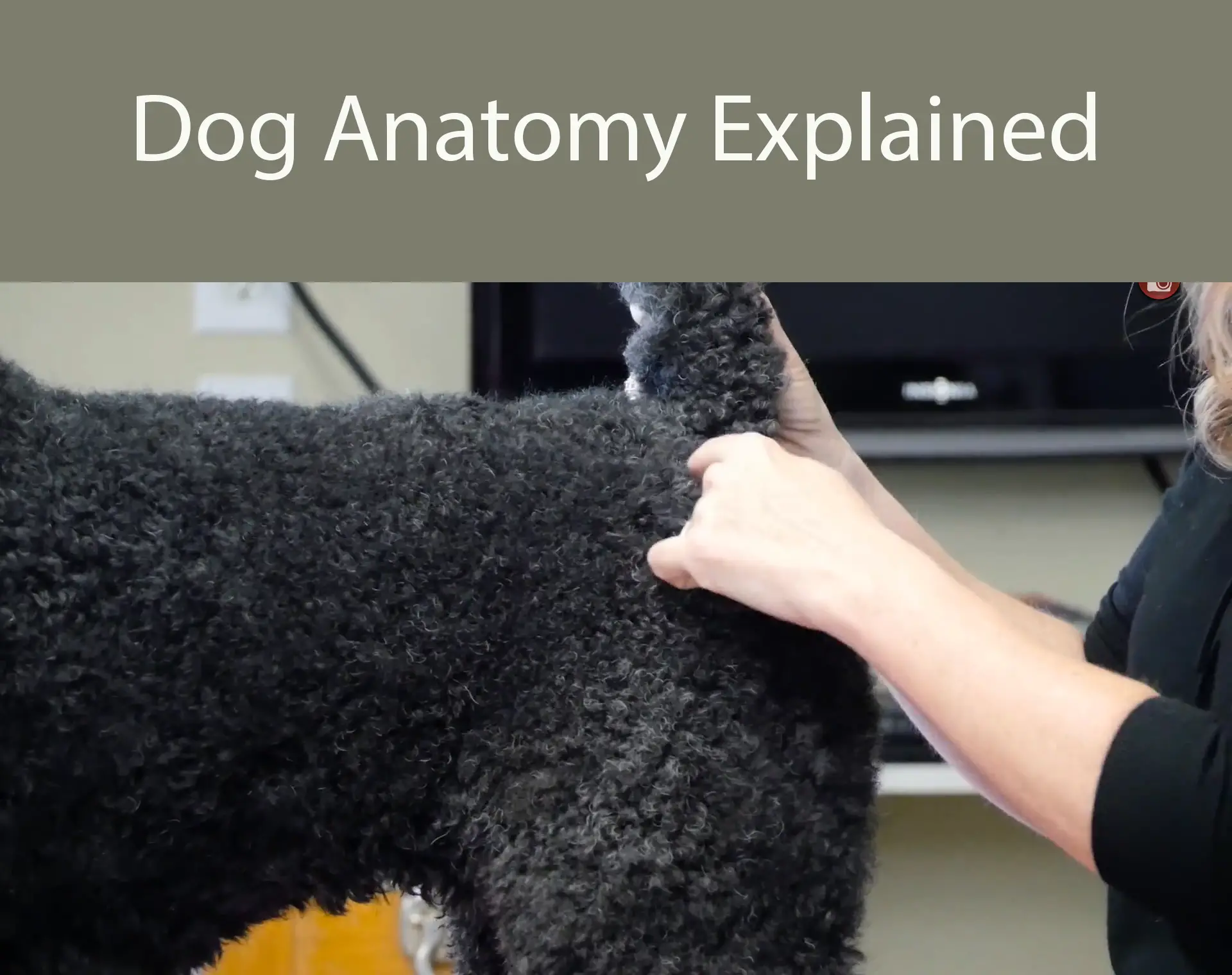 Dog Anatomy Explained