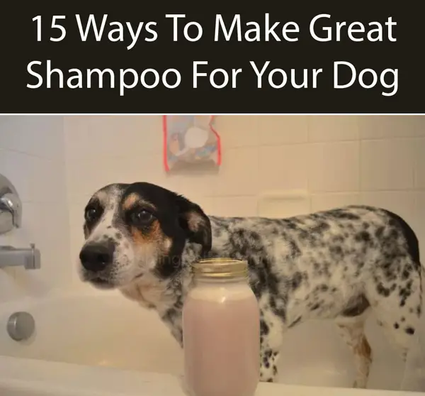 Easy Homemade Dog Shampoo