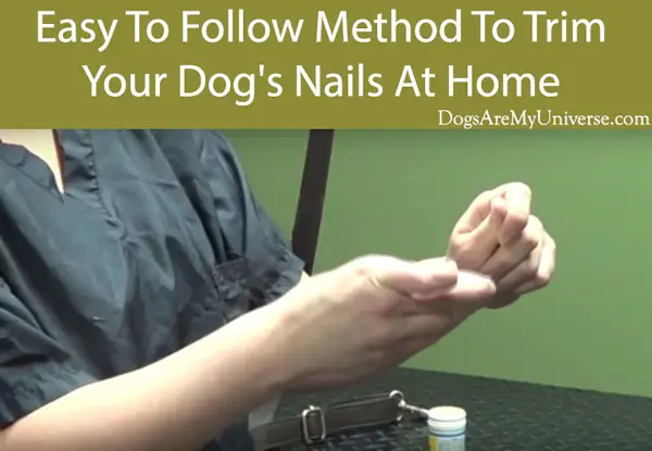 Easy To Follow Method To Trim Your Dog's Nails At Home