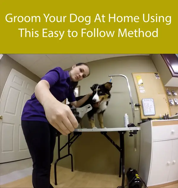 Groom Your Dog At Home Using This Easy to Follow Method