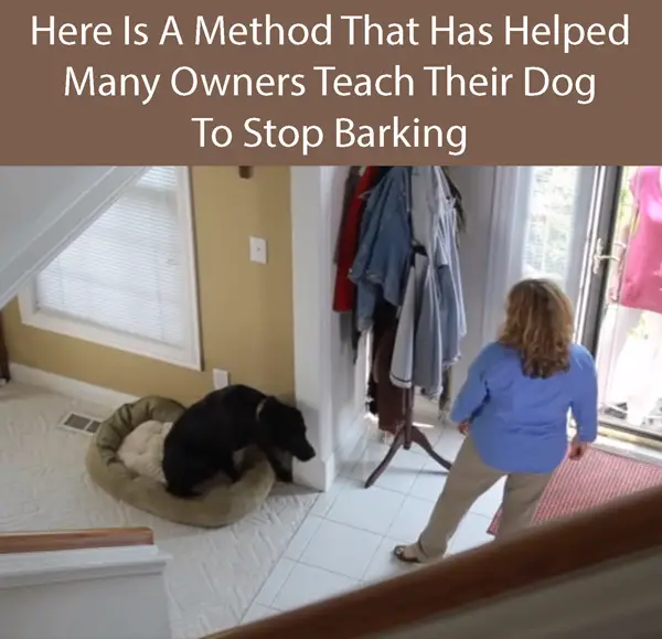 Here Is A Method That Has Helped Many Owners Teach Their Dog To Stop Barking