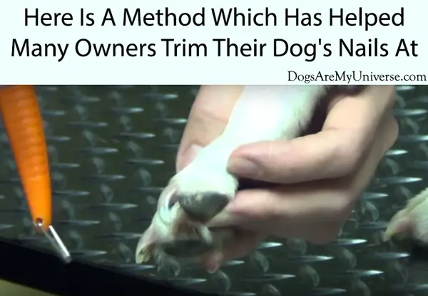 Here Is A Method Which Has Helped Many Owners Trim Their Dog's Nails At Home