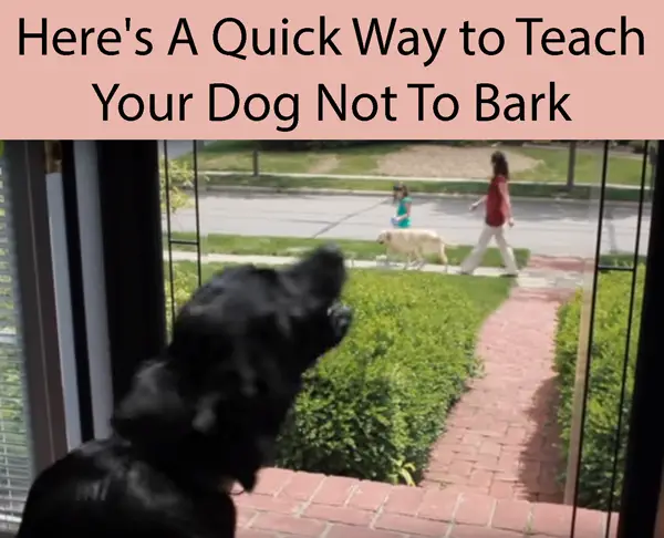 Here's A Quick Way to Teach Your Dog Not To Bark