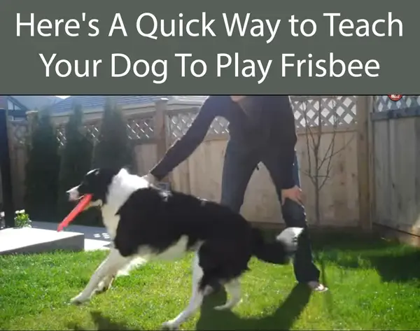 Here's A Quick Way to Teach Your Dog To Play Frisbee
