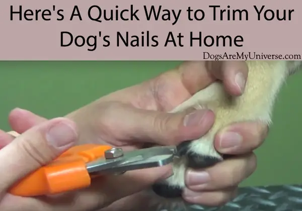 Here's A Quick Way to Trim Your Dog's Nails At Home