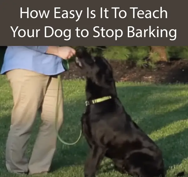 How Easy Is It To Teach Your Dog to Stop Barking