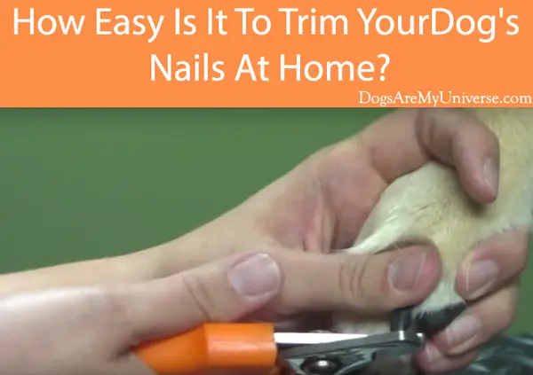 How Easy Is It To Trim Your Dog's Nails At Home