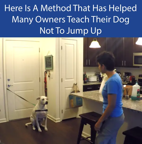 Have Your Dog Controlled With A Tether