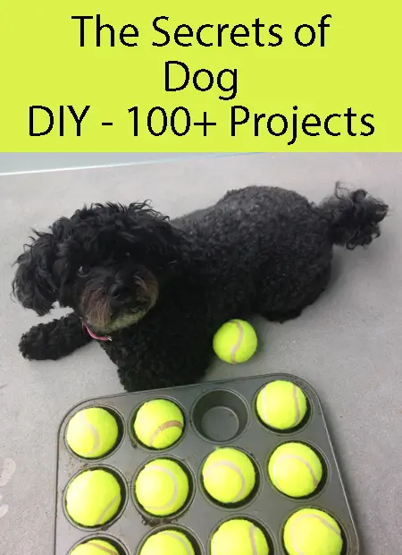 Muffin Tin Treat Game For Dogs