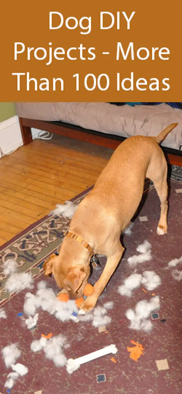 Fun Activities For Dogs Who Like To Disembowel Their Stuffed Toys