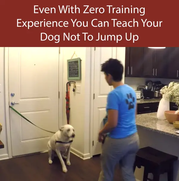 Teach Your Dog Not To Jump Up Step 3