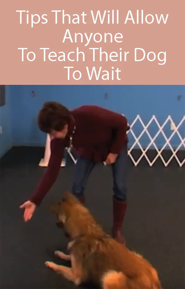 Teaching your dog the wait command - step 4