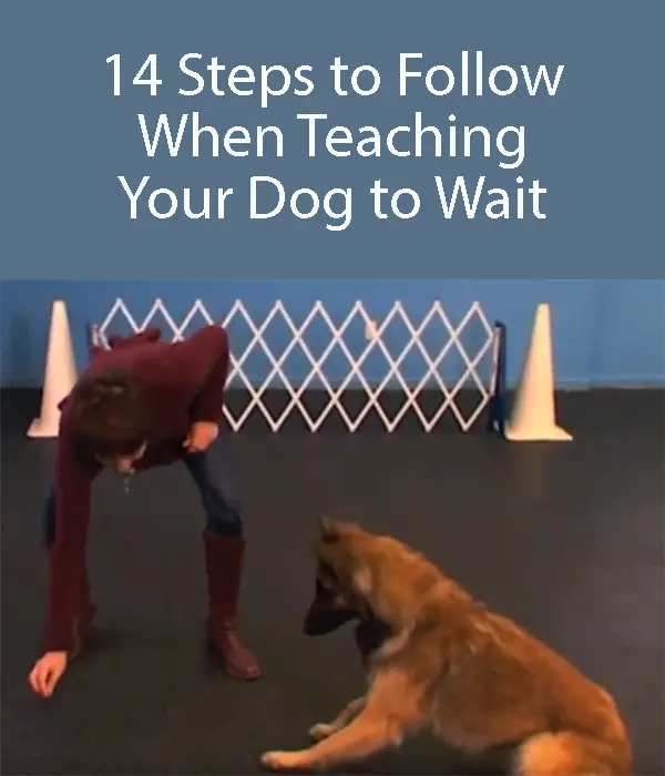 Training your dog to wait