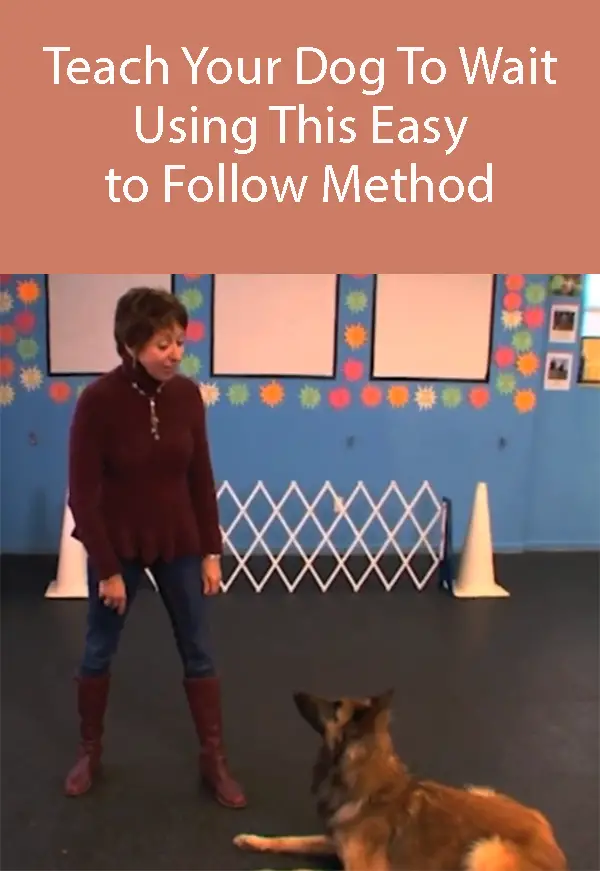 Training your dog to wait - final step
