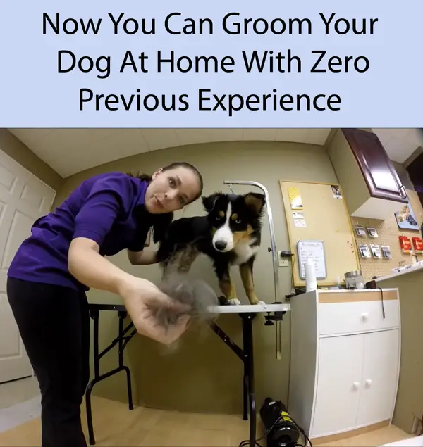 Now You Can Groom Your Dog At Home With Zero Previous Experience