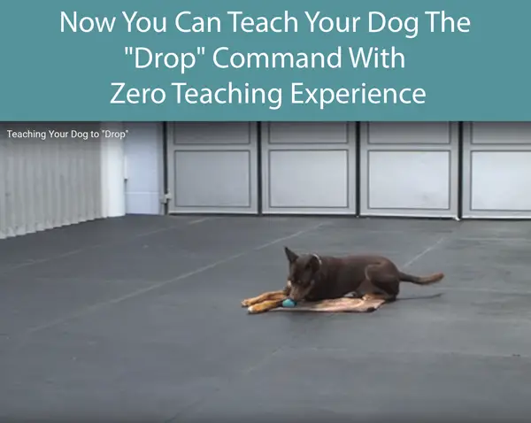 Now You Can Teach Your Dog The Drop Command With Zero Teaching Experience